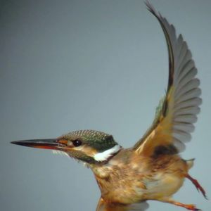 Meet your Posher, Vanessa